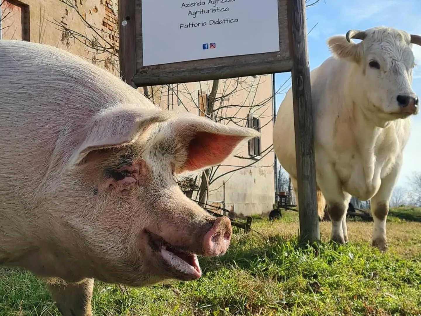 Agriturismo Il Campagnino 크레모나 아파트